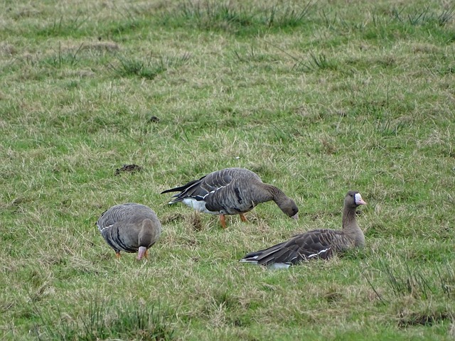 中场核心 中场核心